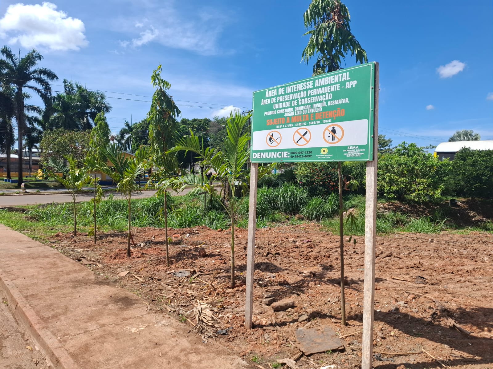 Foram plantadas no local Palmeiras do gênero Dypsis